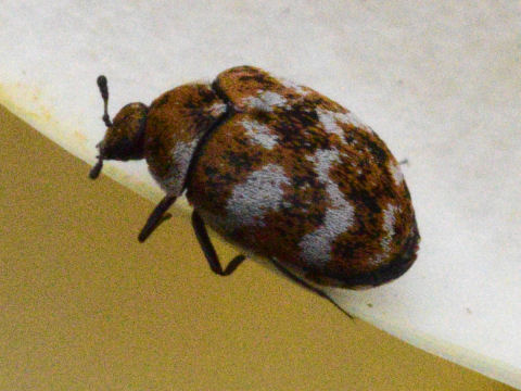 insect